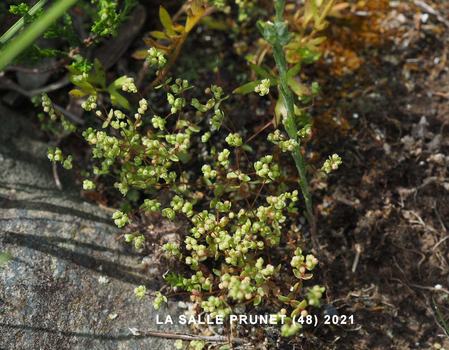 All-seed, Flax-leaved